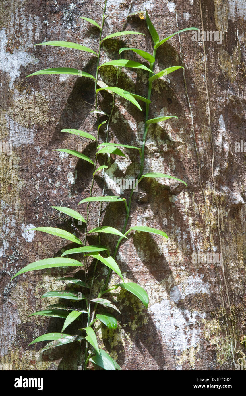 Common baramalli hi-res stock photography and images - Alamy