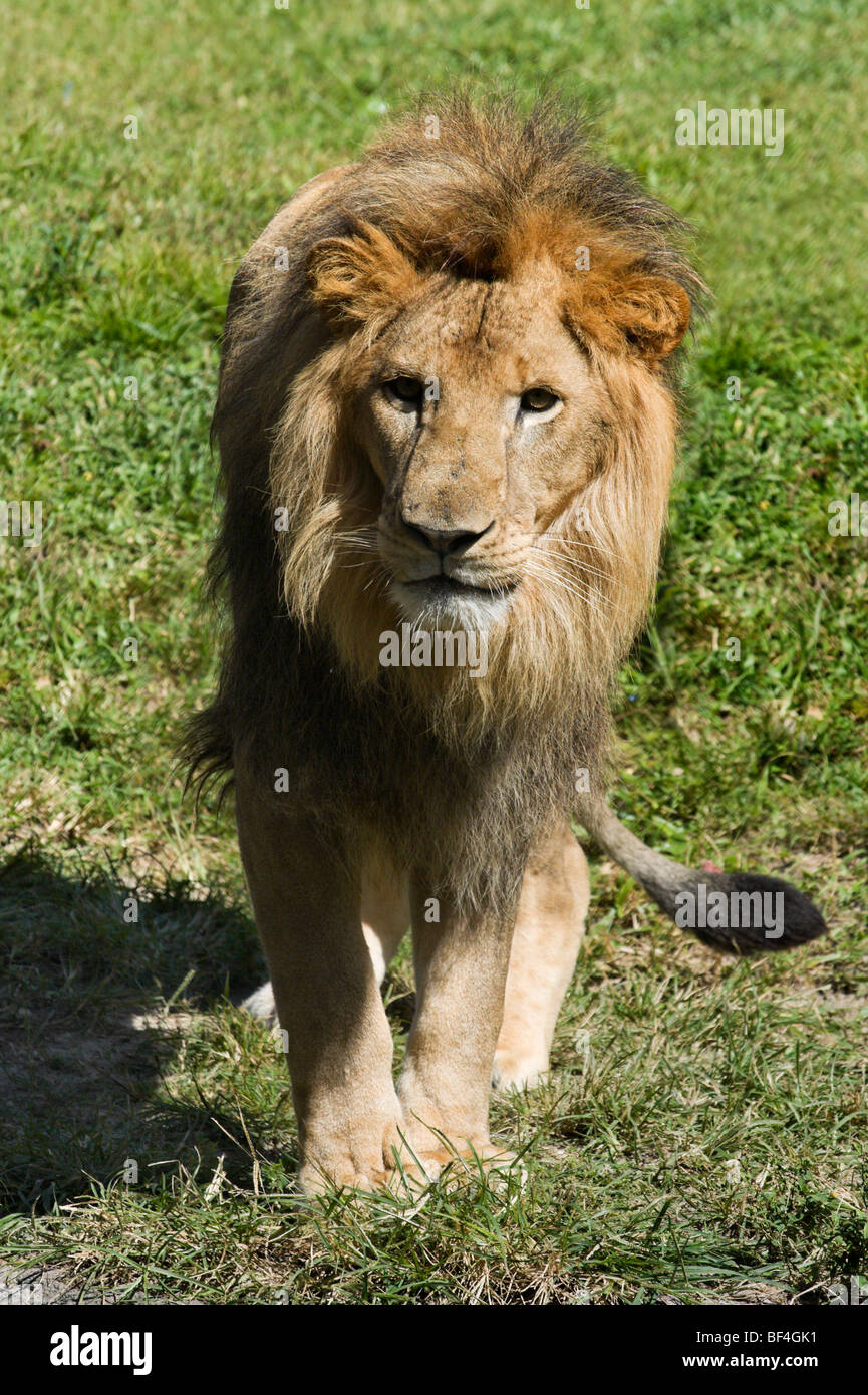 Lion (Panthera leo) looking straight at the camera, Edge of Africa, Busch Gardens, Tampa, Florida, USA Stock Photo