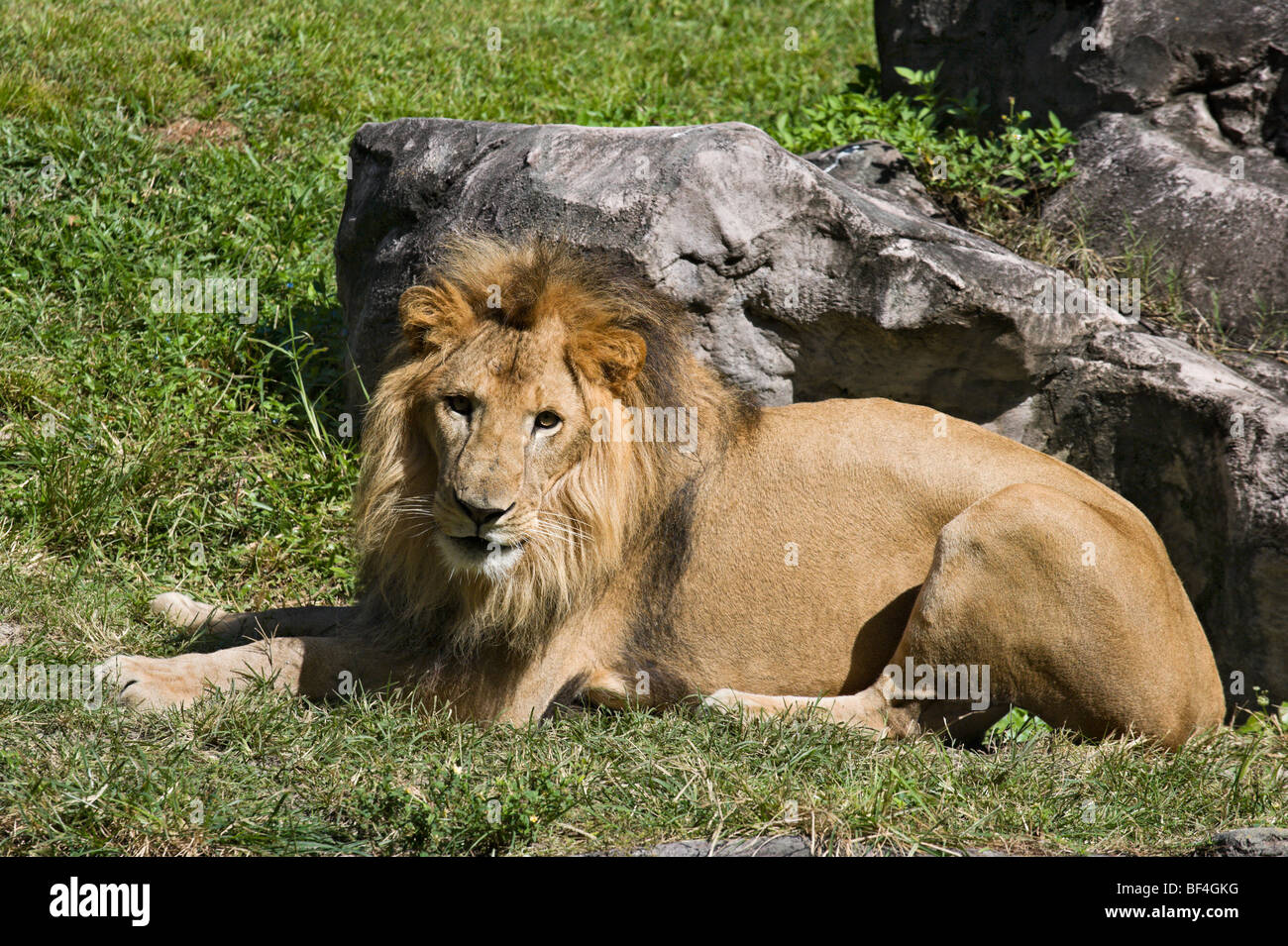 Lion (Panthera leo) looking straight at the camera, Edge of Africa, Busch Gardens, Tampa, Florida, USA Stock Photo