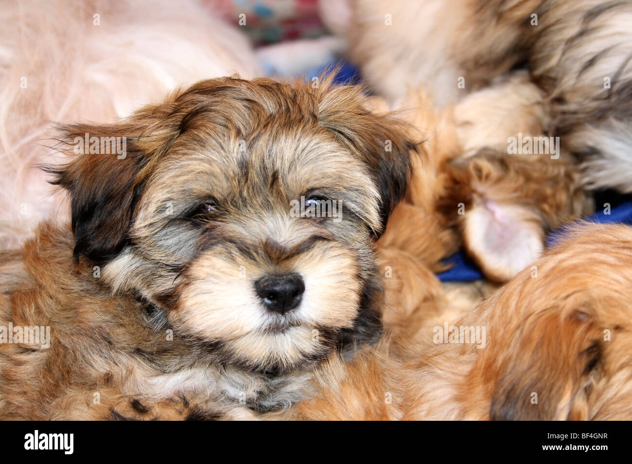 10 week sale old havanese puppy