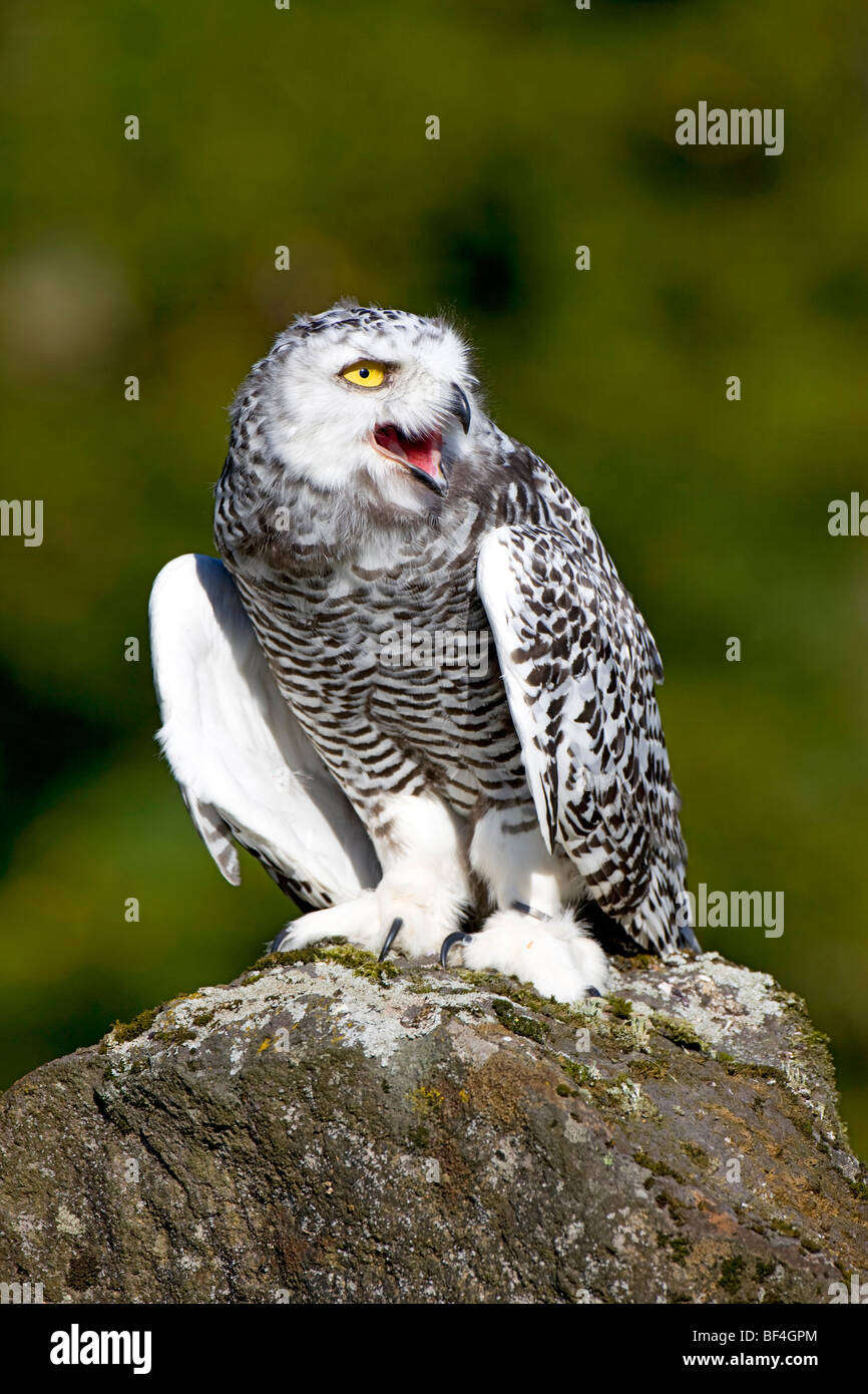 Young Snowy Owl (Bubo scandiacus, Nyctea scandiaca Stock Photo - Alamy