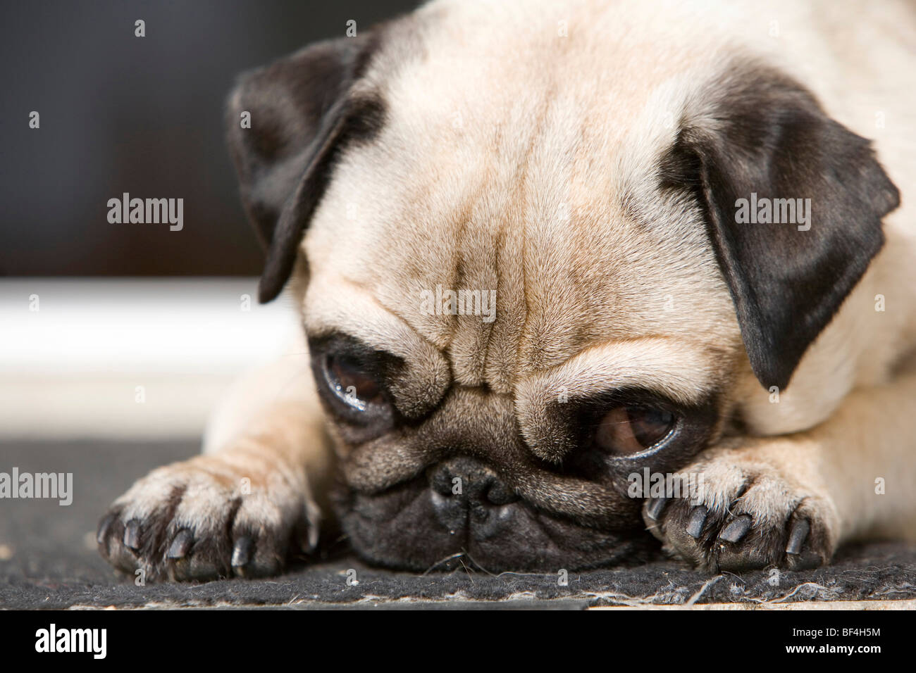 Lying Pug, direct view, close-up Stock Photo