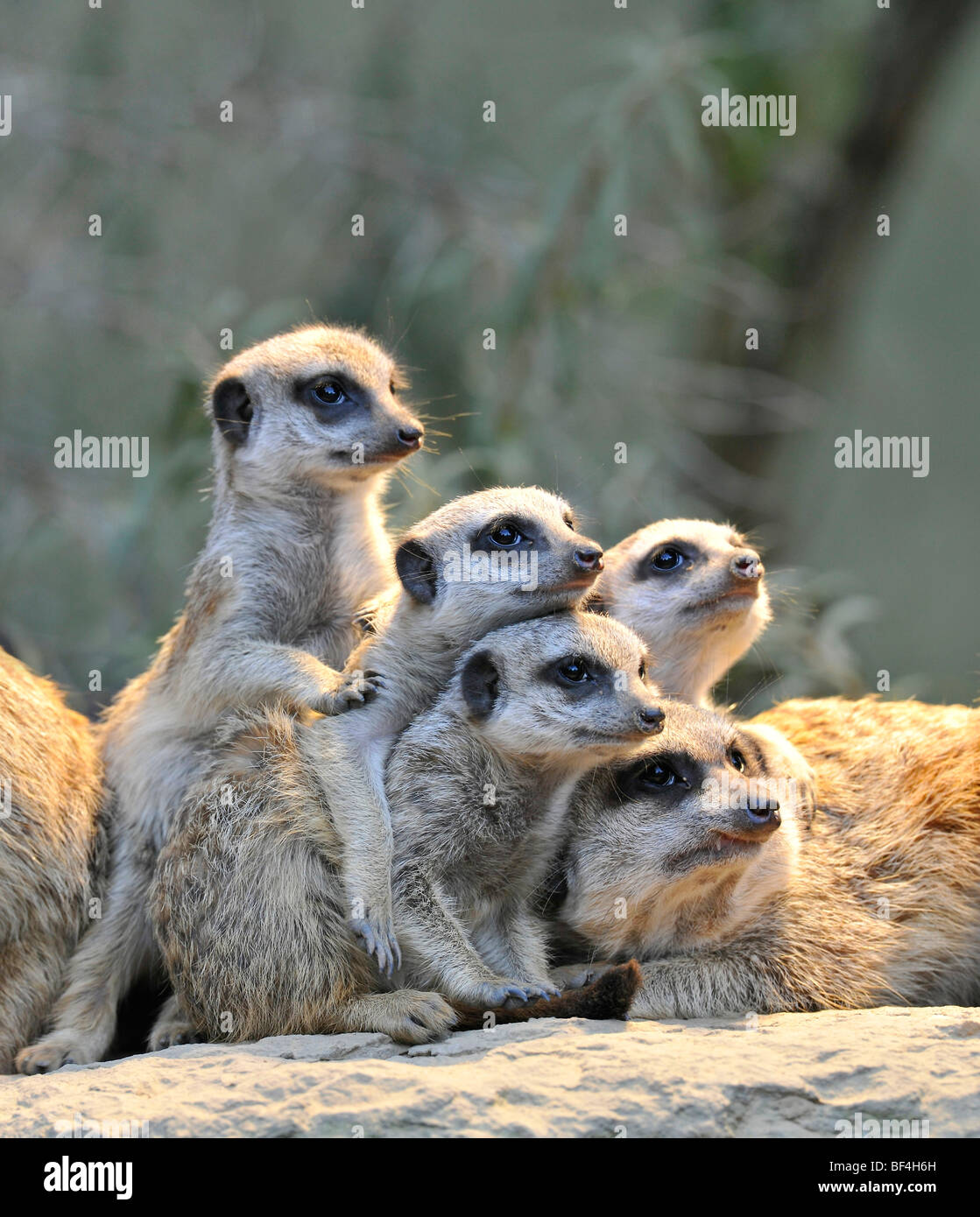 Herpestidae Familie Hi res Stock Photography And Images Alamy herpestidae-familie-hi-res-stock-photography-and-images-alamy