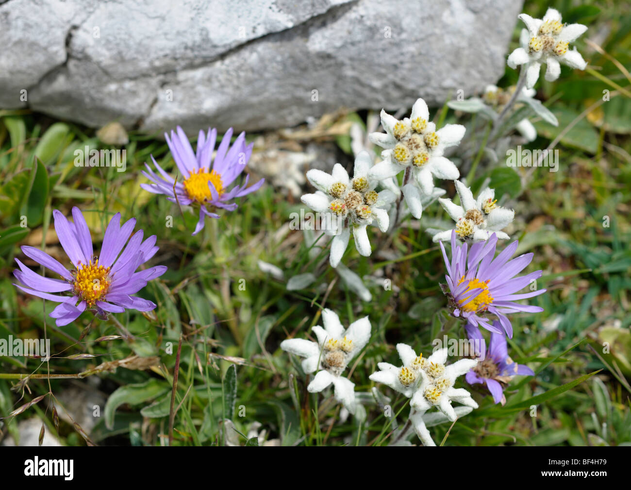 Edelweiss (Leontopodium alpinum) and Alpine Aster (Aster alpinus) Stock Photo