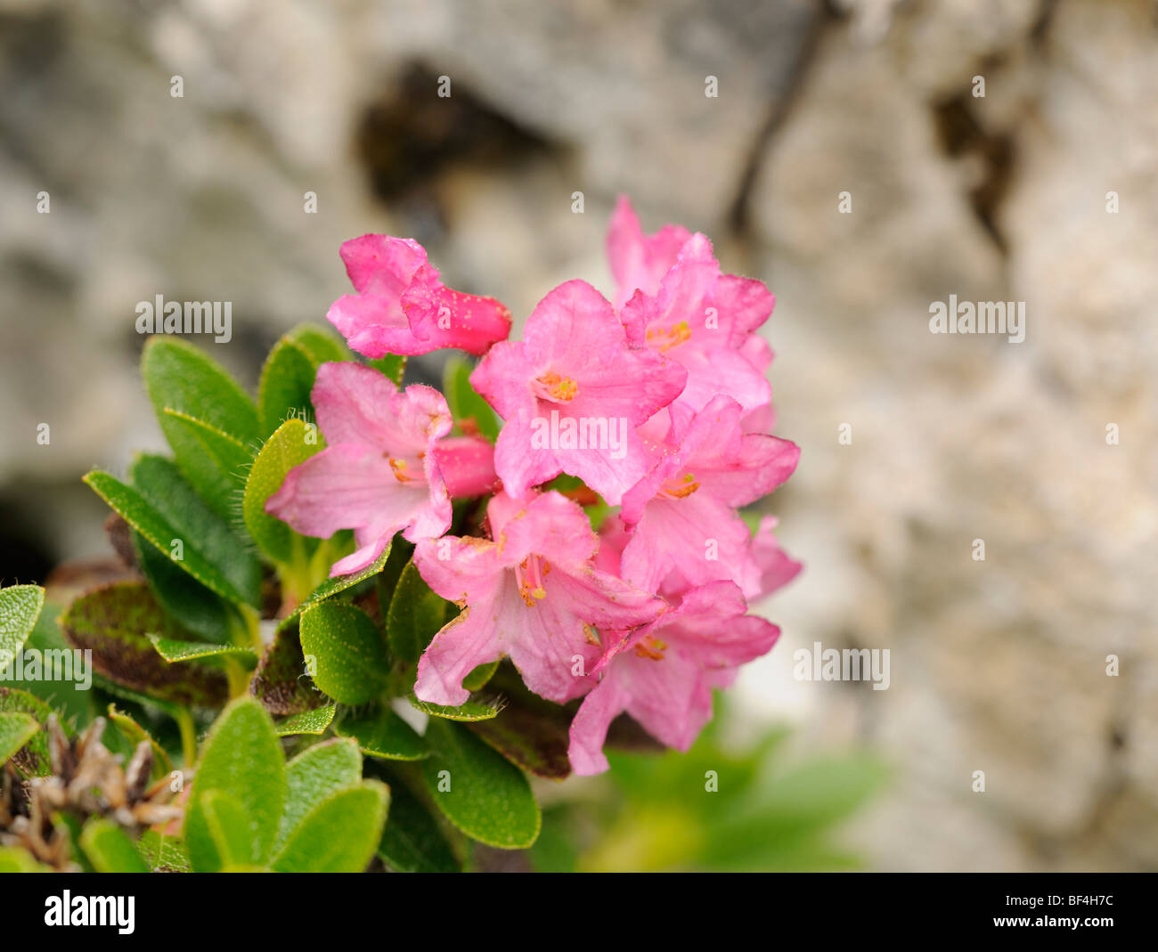 Rhododendron hirsutum or rododendro irsuto (Rhododendron hirsutum) Stock Photo