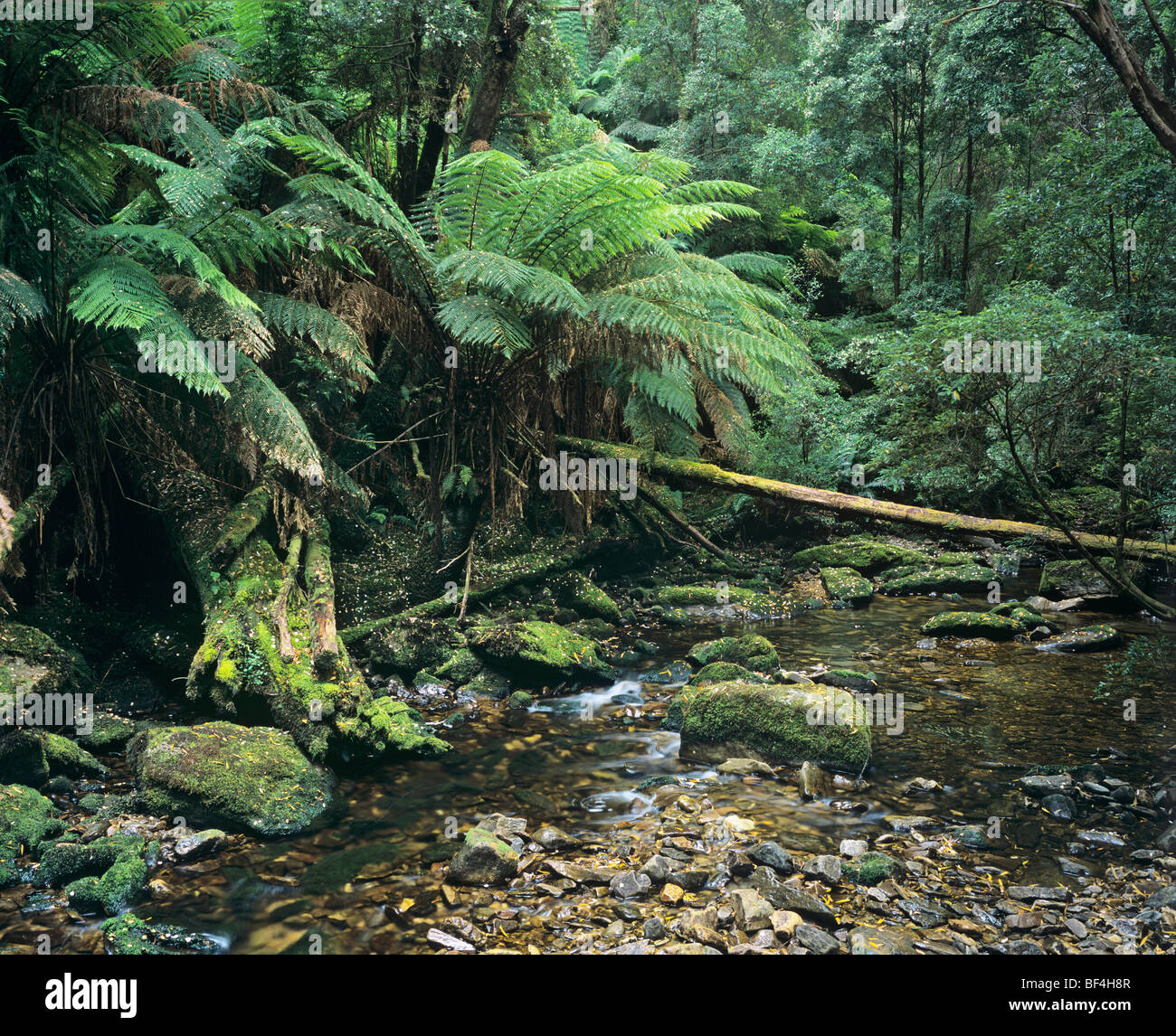 Rain forest at a tributary of the Franklin River in the Franklin Gordon Wild Rivers National Park, Tasmania, Australia Stock Photo