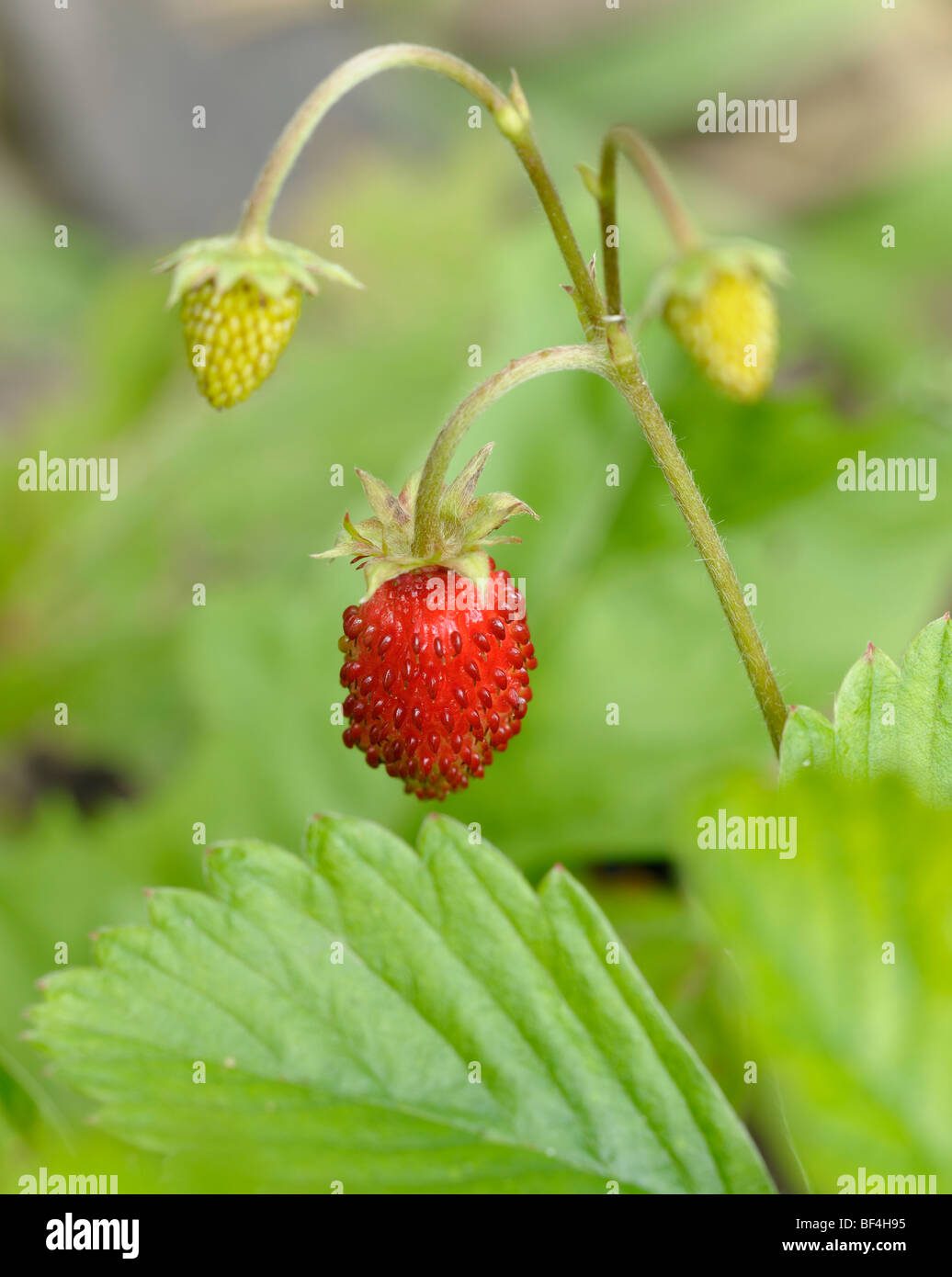 A red ripe and two immature garden strawberries (Fragaria × ananassa, Fragaria x magna Syn) Stock Photo