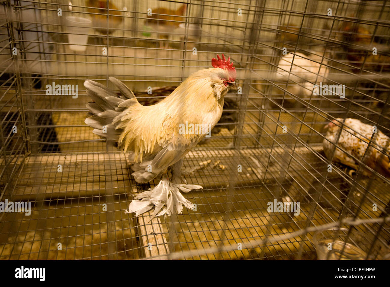 France, Saone et Loire, Louhans, the market for poultry on Monday, Brahma  rooster Stock Photo - Alamy