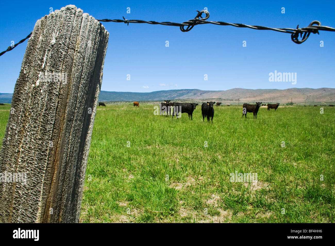 Looking past a fence post and barbed wire toward a herd of Black Angus beef cattle on a green pasture / Northern California, USA Stock Photo