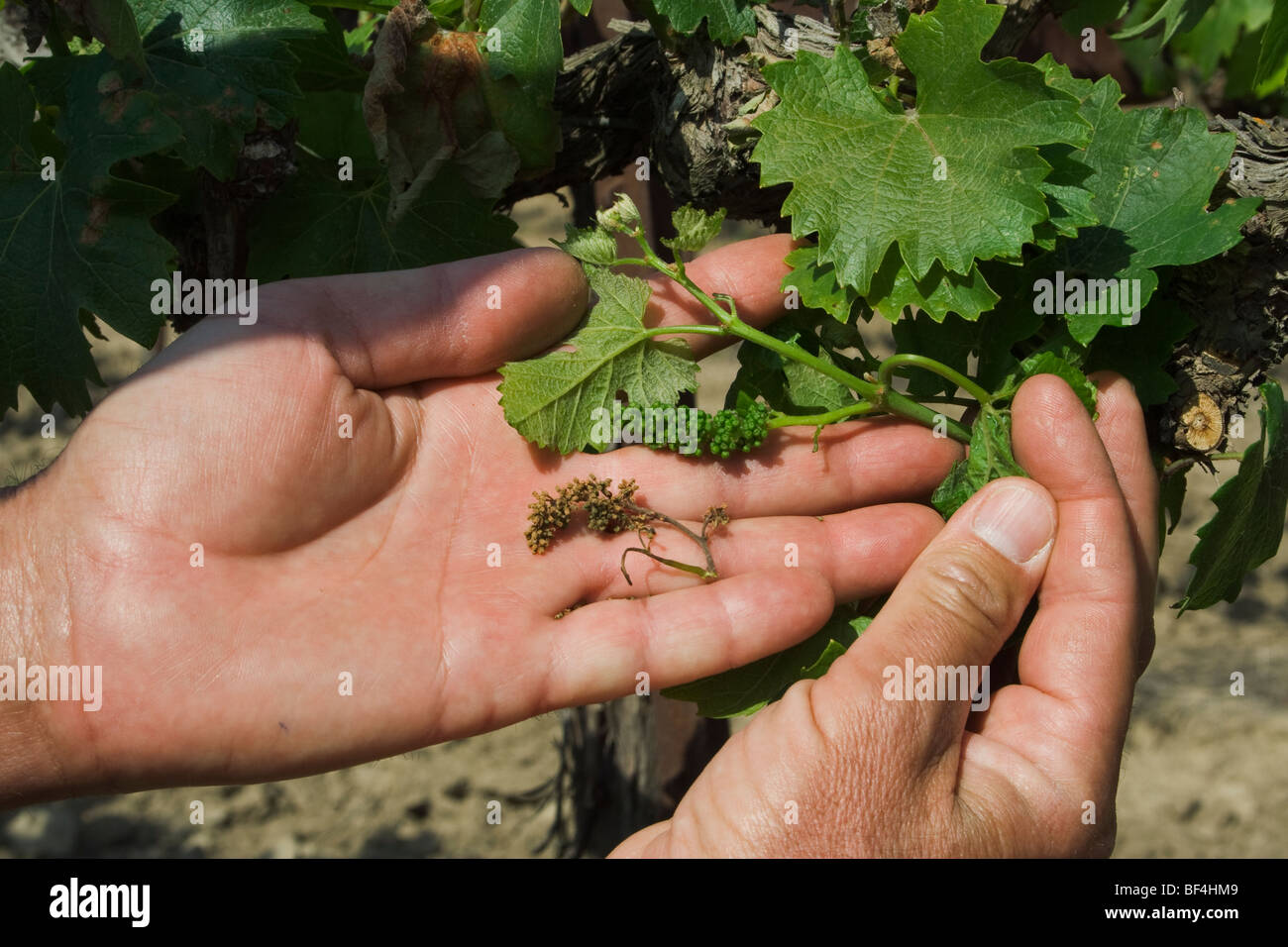 The hands of a grape grower inspecting the damage to his grape vineyard caused by a heavy unusual Spring freeze / California. Stock Photo
