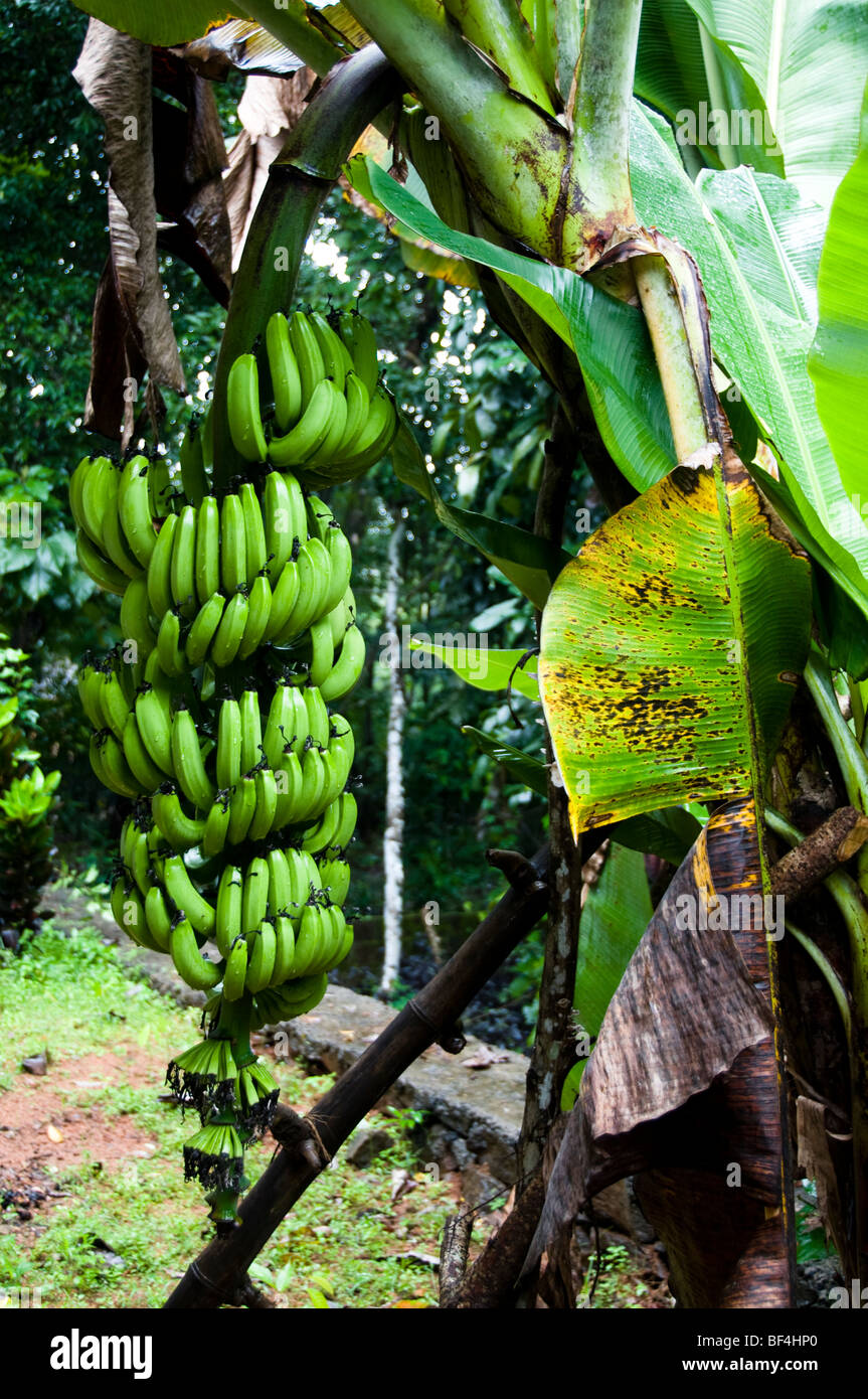 Banana tree Musa spec Stock Photo Alamy