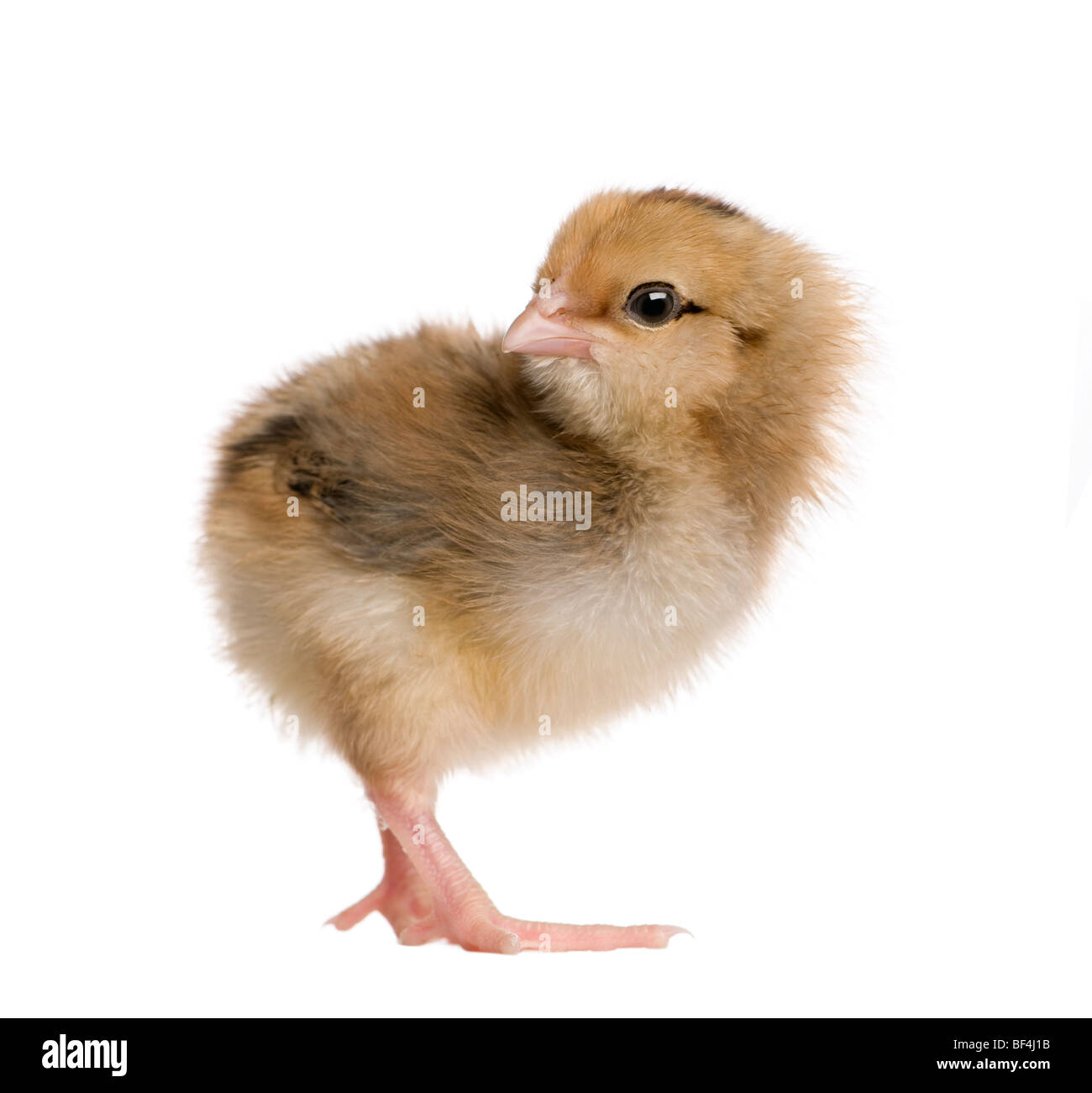 Araucana chicken hi-res stock photography and images - Alamy