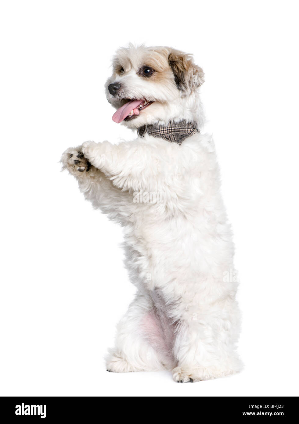 Mixed-Breed Dog between a Bichon and a Jack Russell standing on hind legs, 7 years old, in front of white background Stock Photo