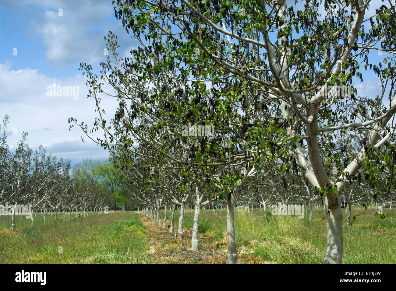 Agriculture - Damage walnut trees caused by a heavy unusual Spring freeze / near Dairyville, California, USA. Stock Photo