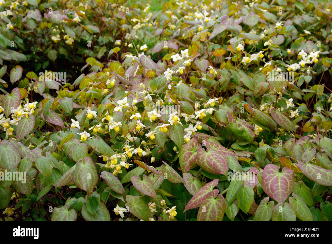 Epimedium x versicolor 'Neosulphureum' Stock Photo