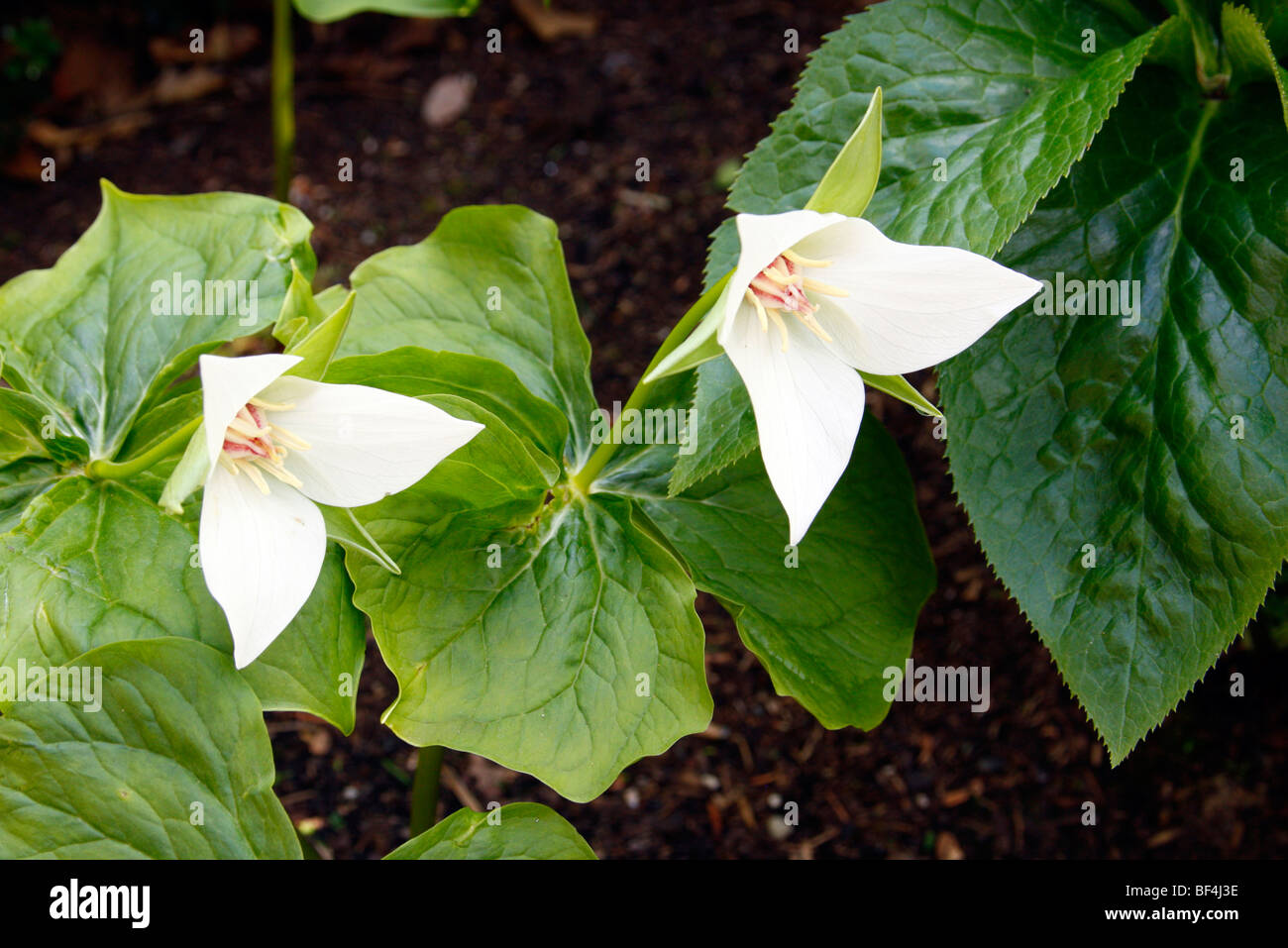 Trillium flexipes hires stock photography and images Alamy