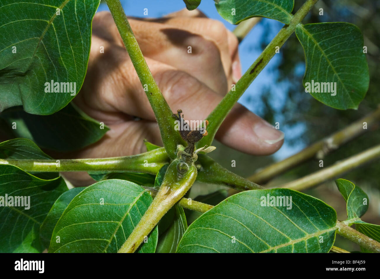 Agriculture - Killed immature walnuts caused by a heavy unusual Spring freeze / near Dairyville, California, USA. Stock Photo