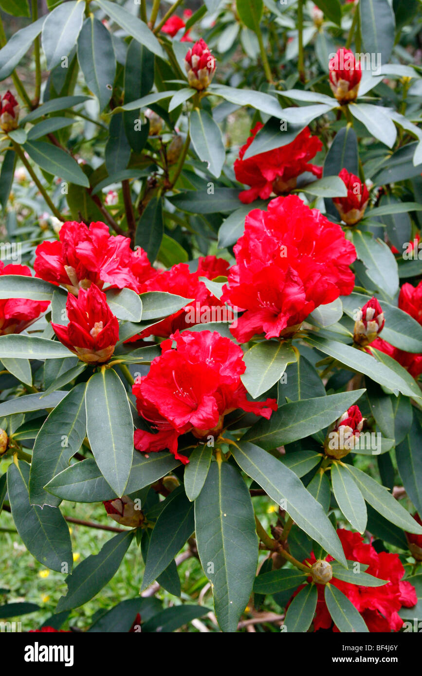 Rhododendron 'The Hon Jean Marie de Montague' AGM Stock Photo