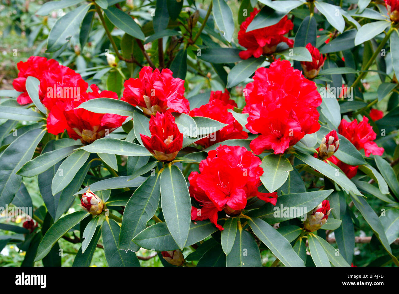 Rhododendron 'The Hon Jean Marie de Montague' AGM Stock Photo