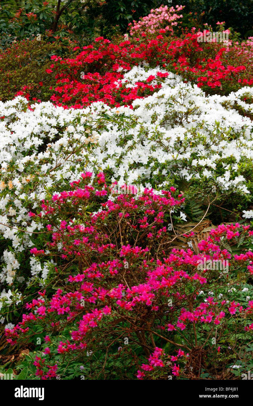 Japanese Azaleas with Rhododendron 'Amoenum' in foreground Stock Photo