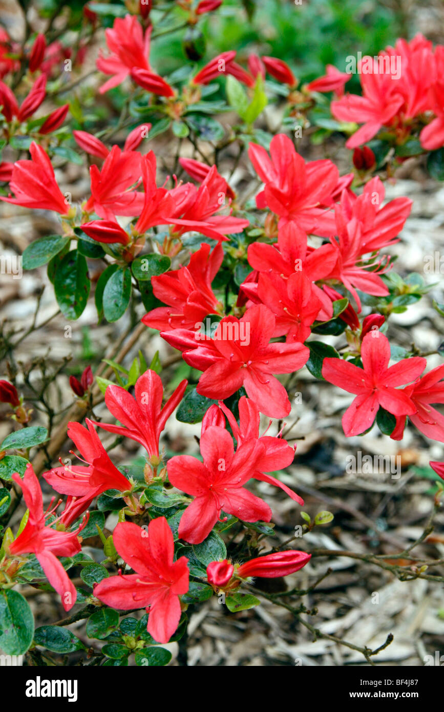 Rhododendron 'Addy Wery' AGM Japanese Azalea Stock Photo
