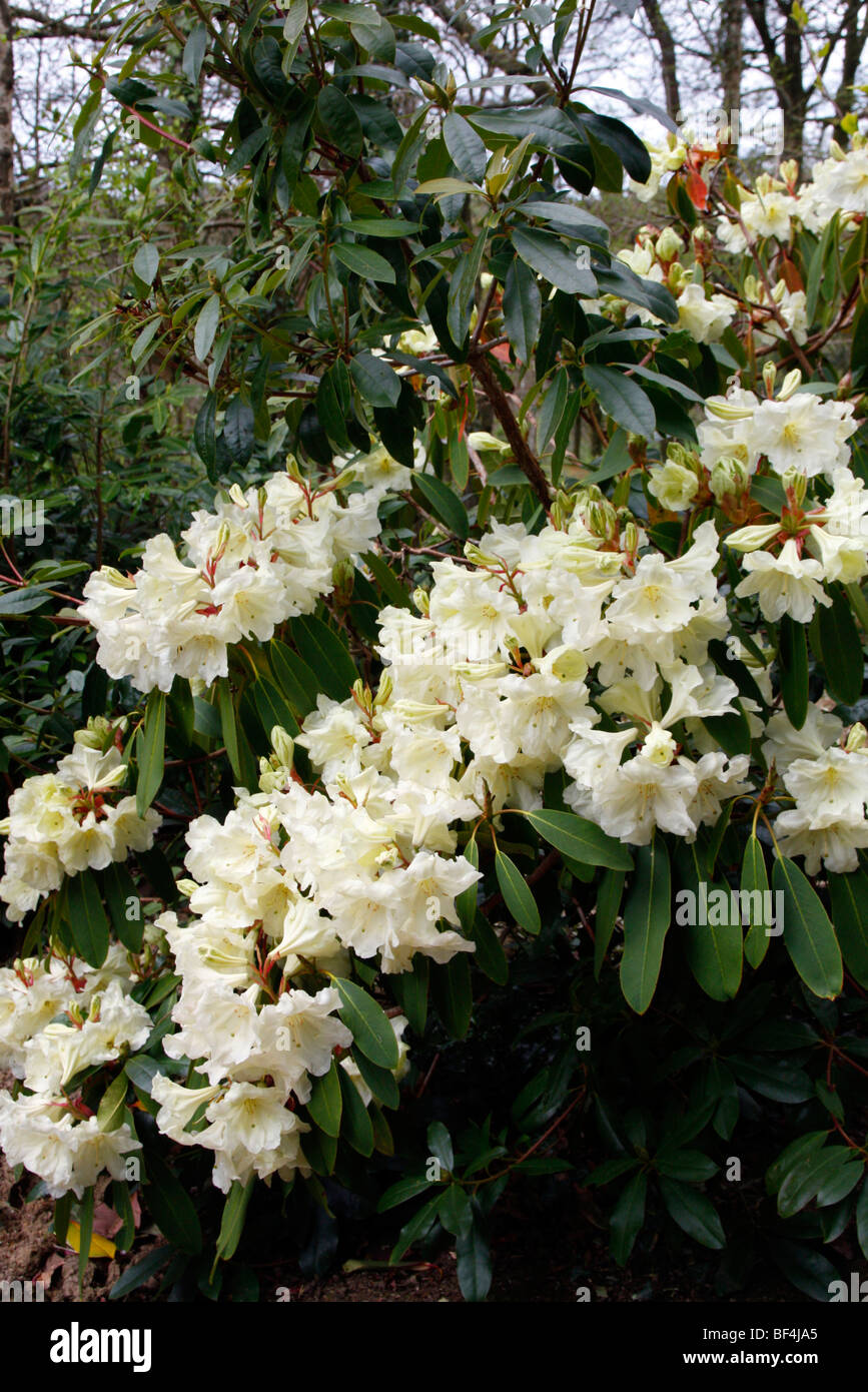 Rhododendron 'Lodauric Iceberg' AGM Stock Photo