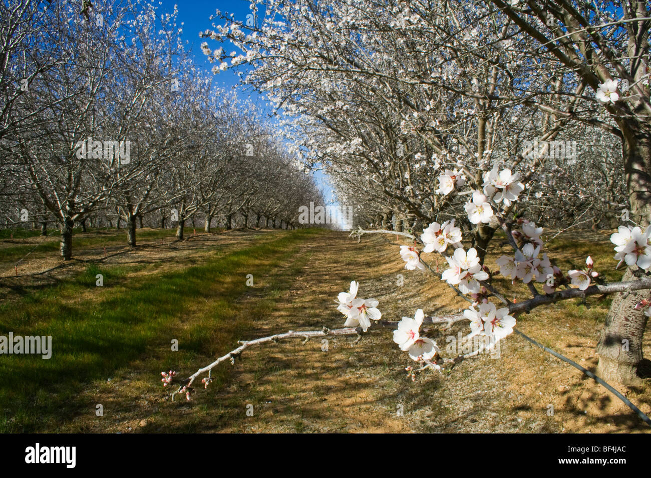 Agriculture - Almond orchard in full bloom in late Winter / Glenn County, California, USA. Stock Photo