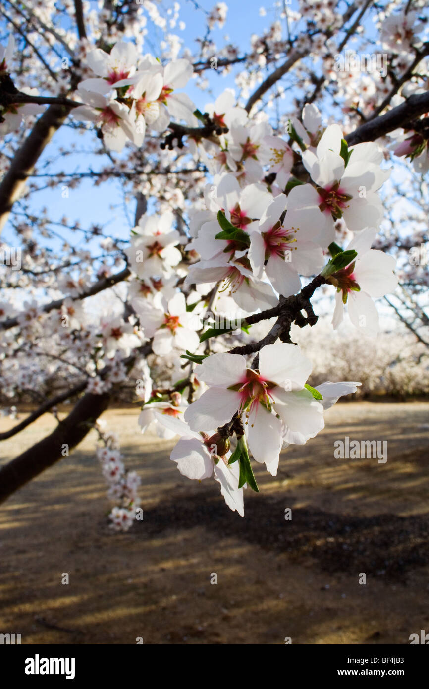Agriculture - Almond blossoms in full bloom in late Winter / Glenn County, California, USA. Stock Photo