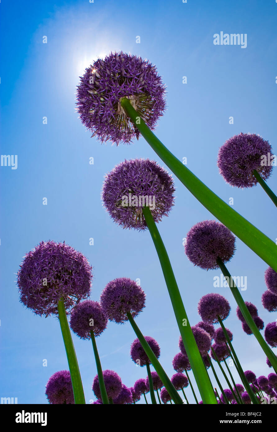 Giant Purple Allium cultivated in the Netherlands Stock Photo