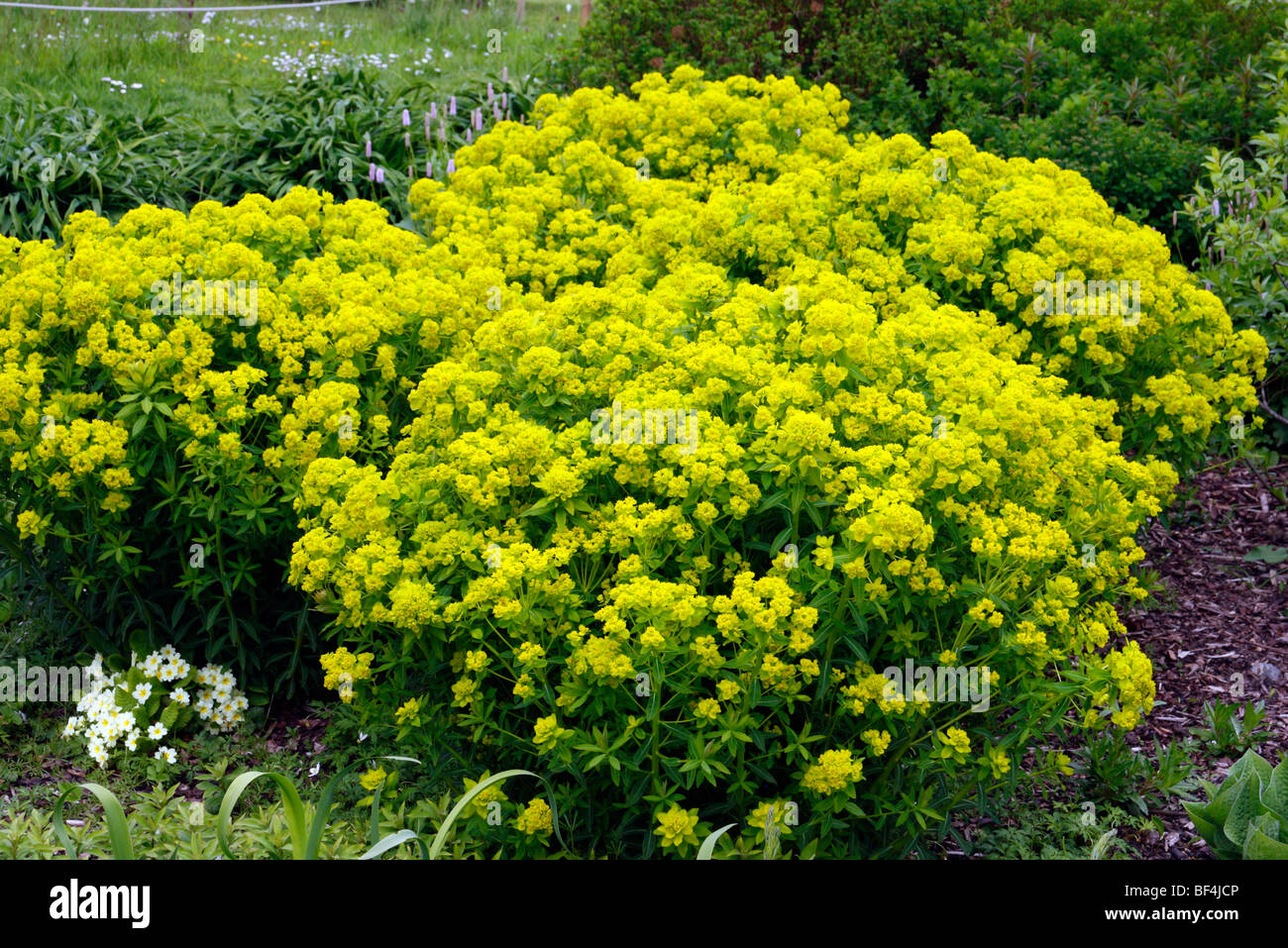 Euphorbia palustris AGM Stock Photo