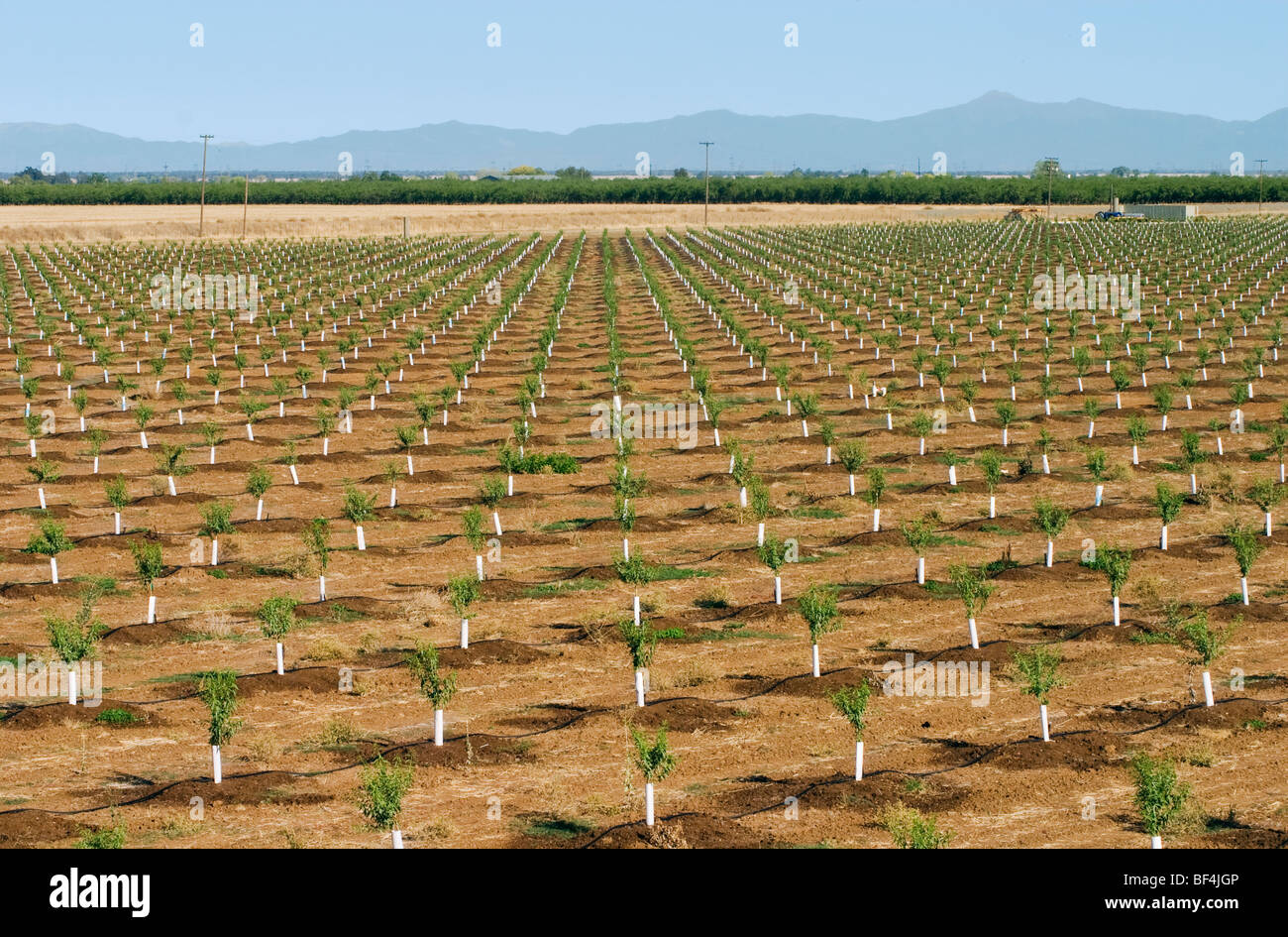 Rows of young almond trees in a recently planted orchard. The trees