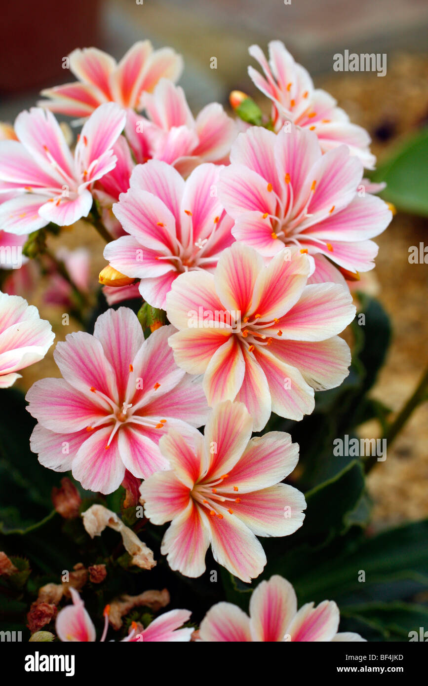 Alpine lewisia hi-res stock photography and images - Alamy