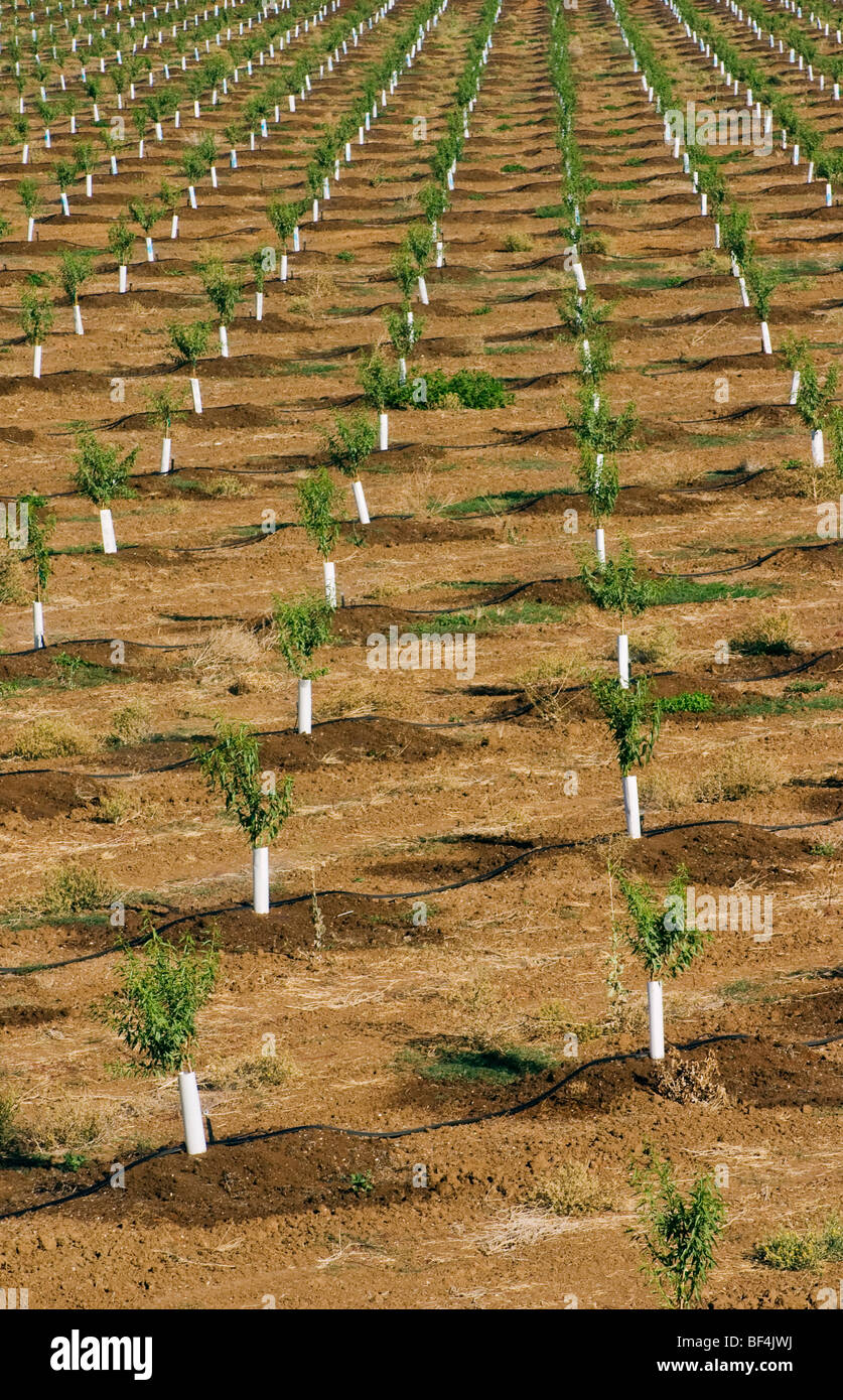 Rows of young almond trees in a recently planted orchard. The trees
