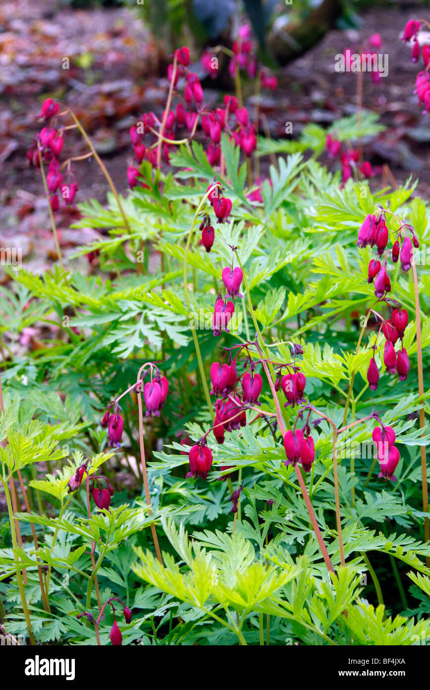 Dicentra 'Bacchanal' AGM Stock Photo