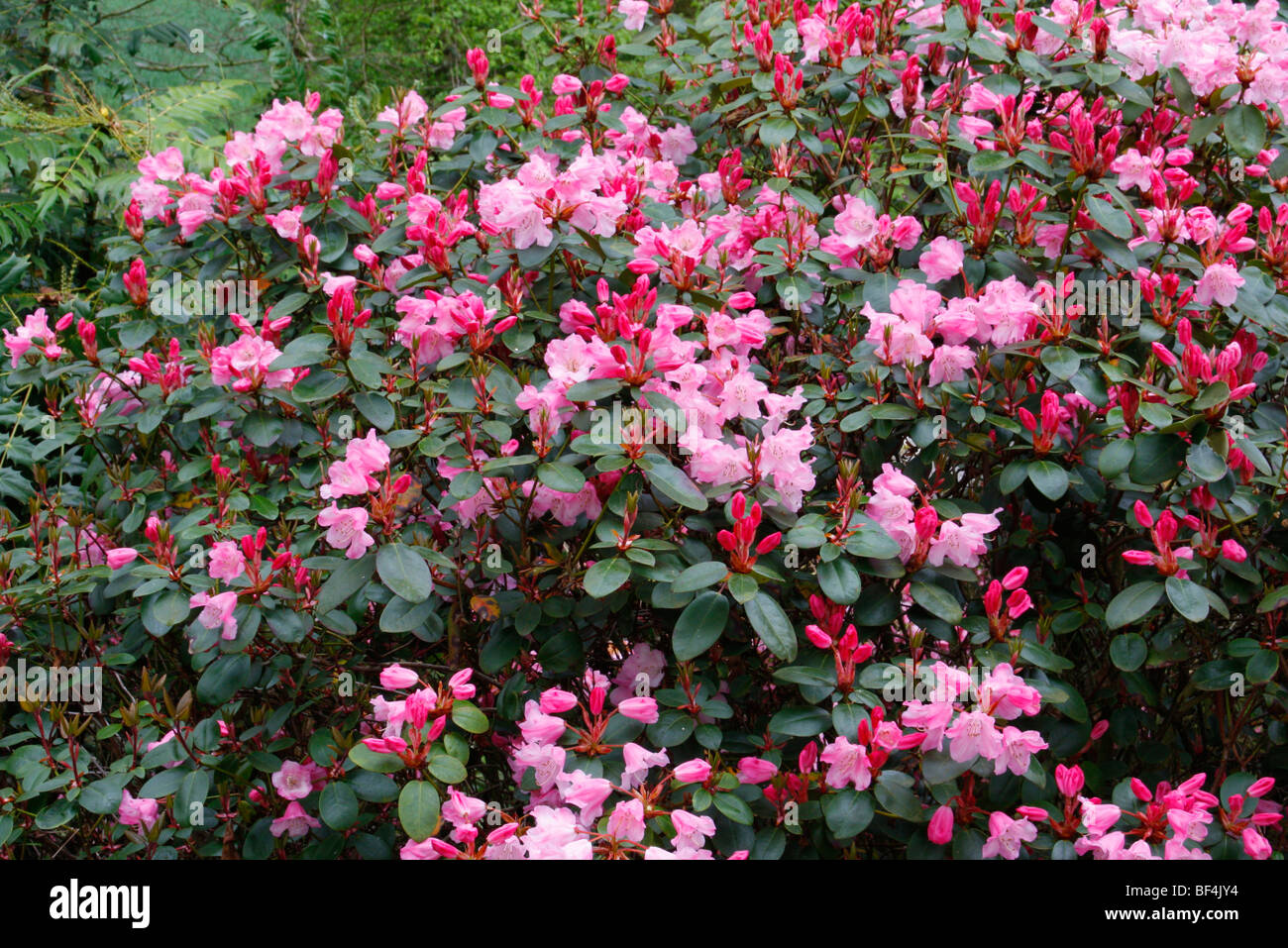 Rhododendron &lsquo;Bow Bells&rsquo; AGM Stock Photo - Alamy