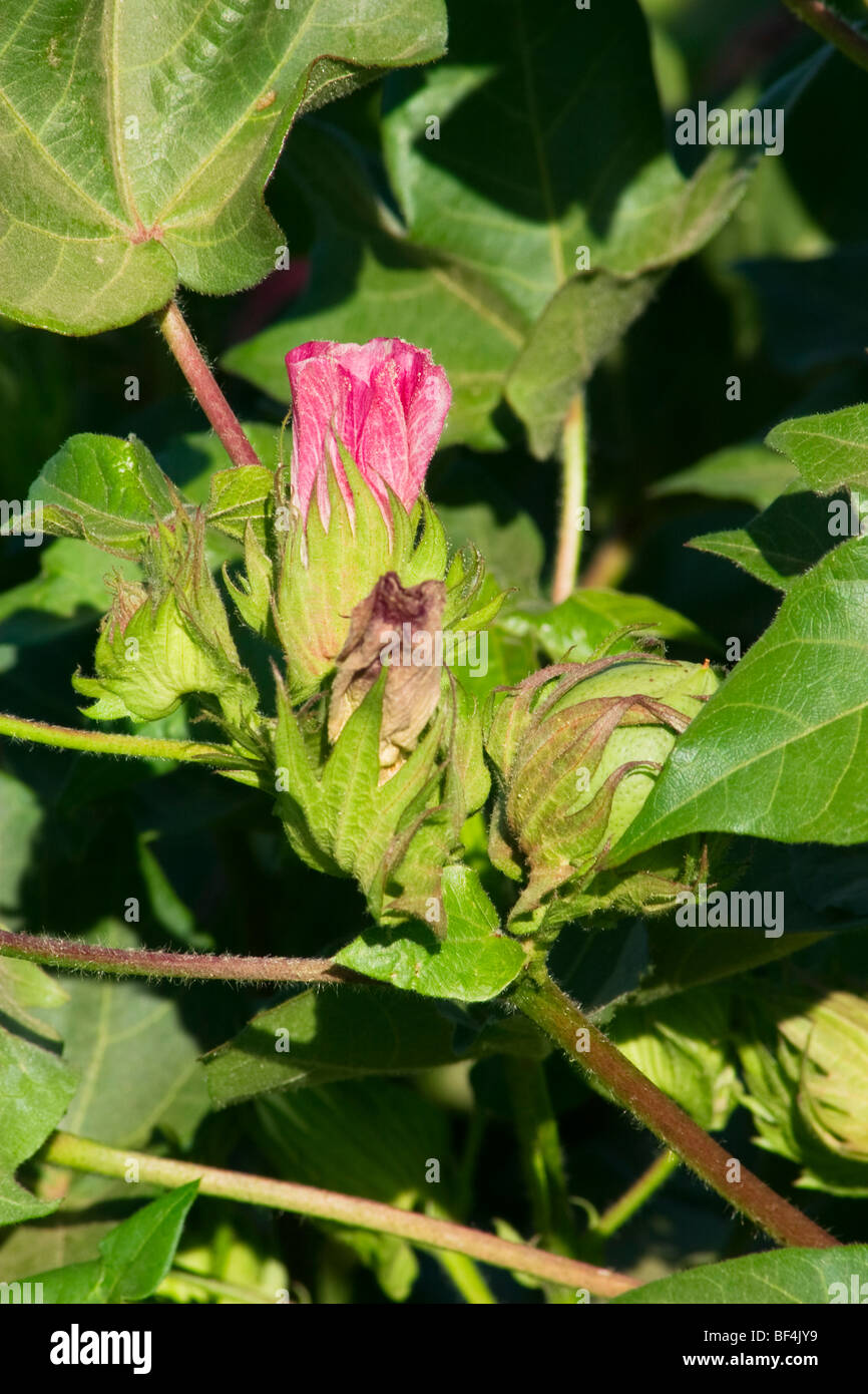 Cotton Blossoms High Resolution Stock Photography and Images Alamy