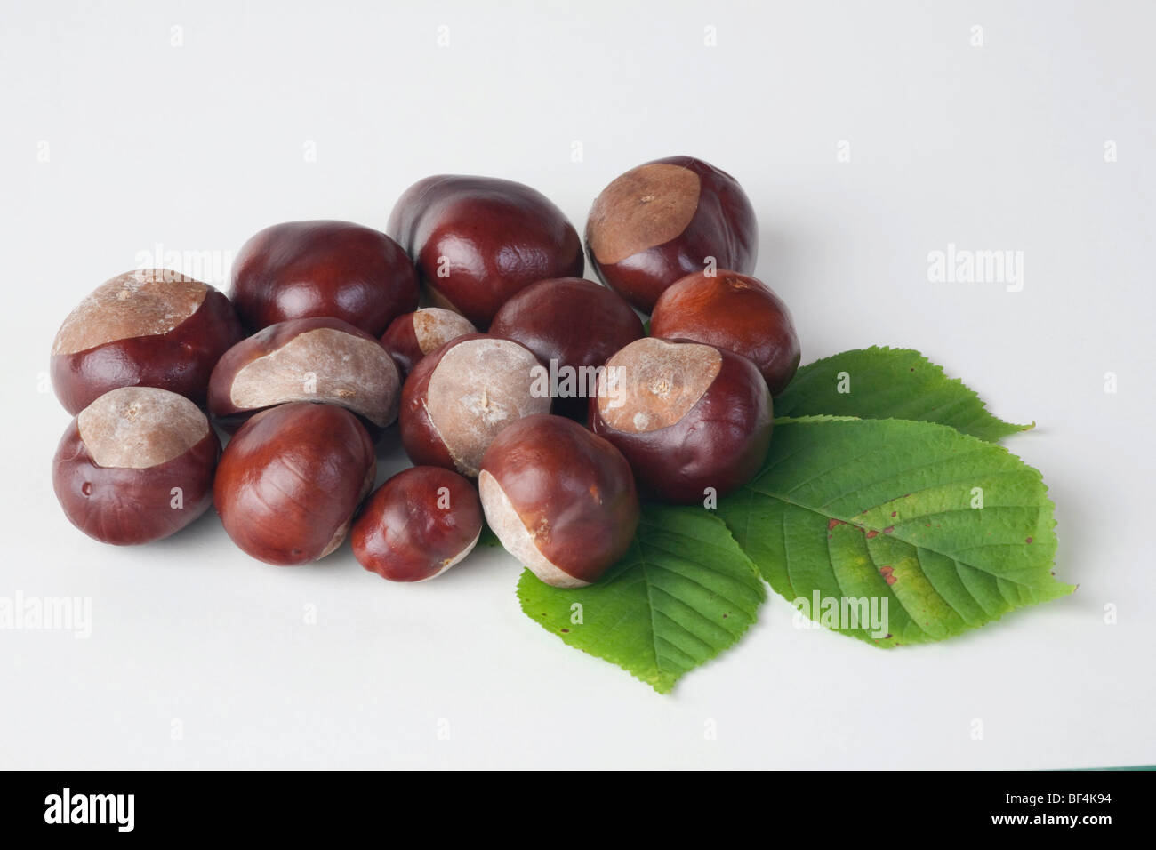 Horse Chestnut (Aesculus hippocastanum), leaf and fruit without capsule Stock Photo