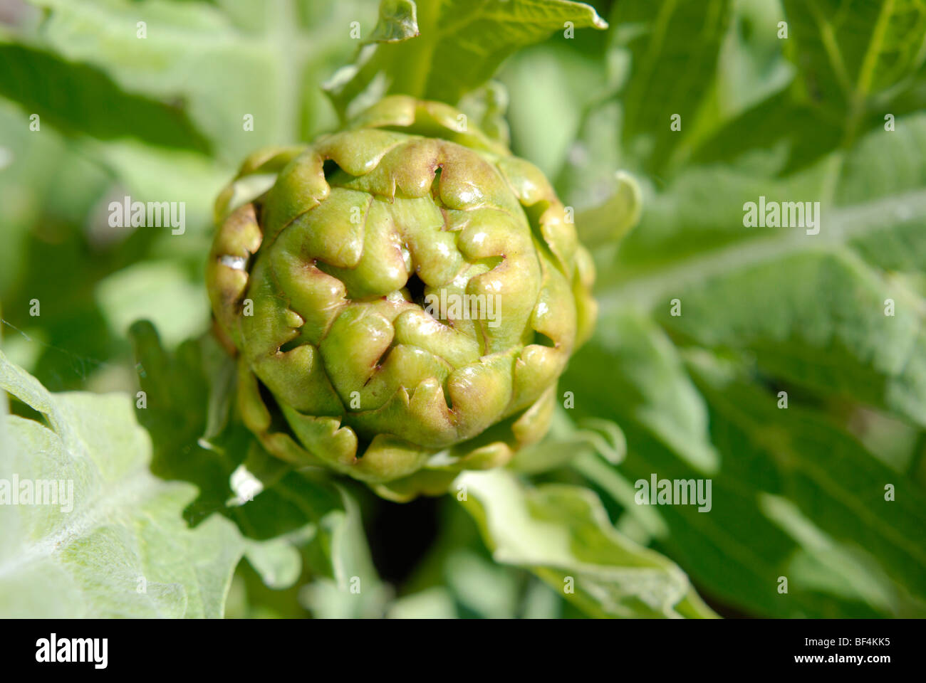 Artichoke plant with edible globe ready to harvest Stock Photo Alamy