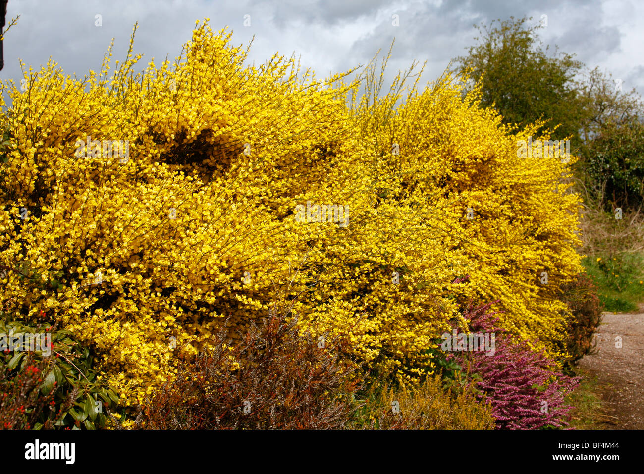 Cytisus x praecox 'Allgold' AGM Stock Photo