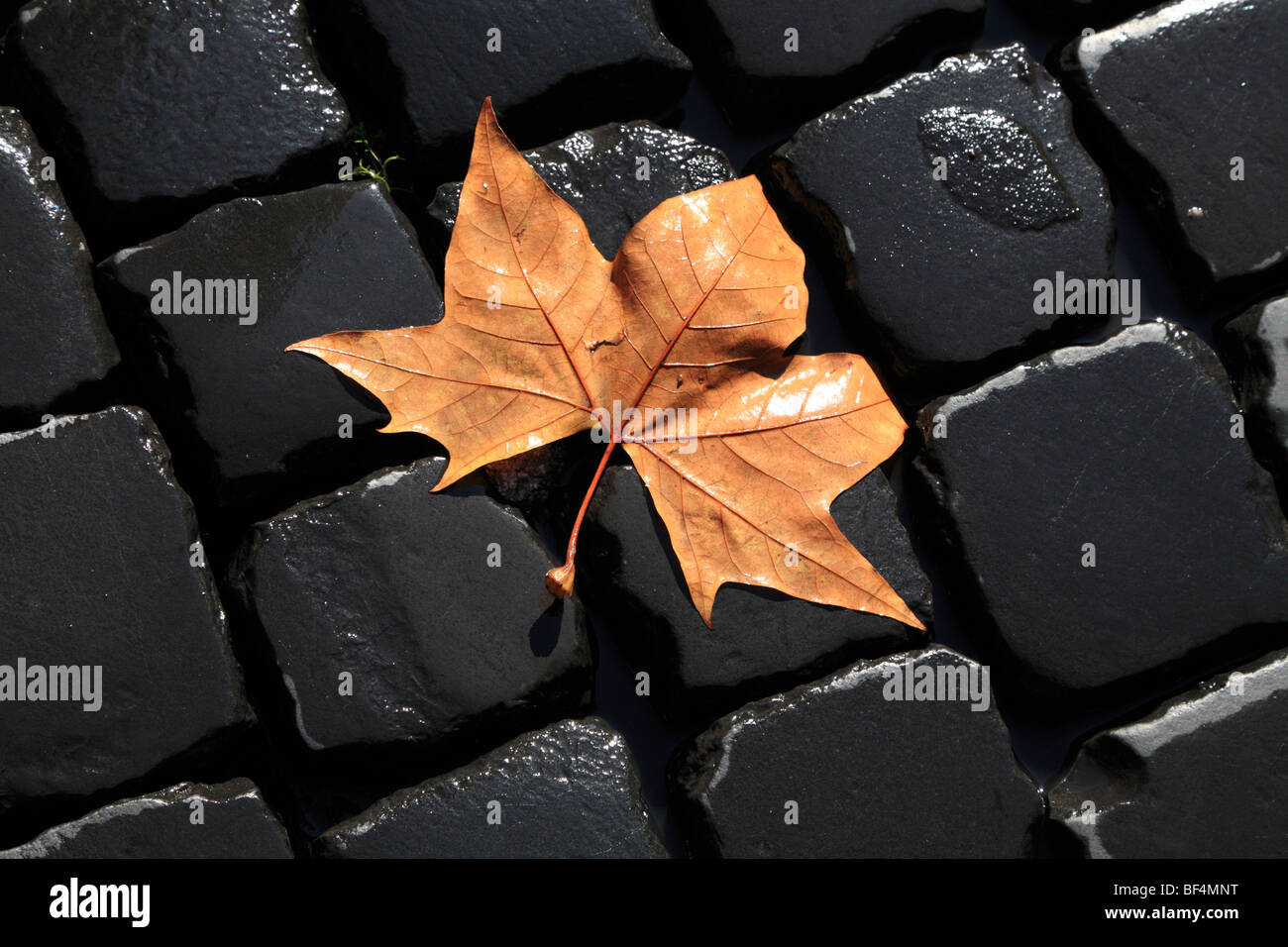 shiny beech leaf on wet cobble stones Stock Photo
