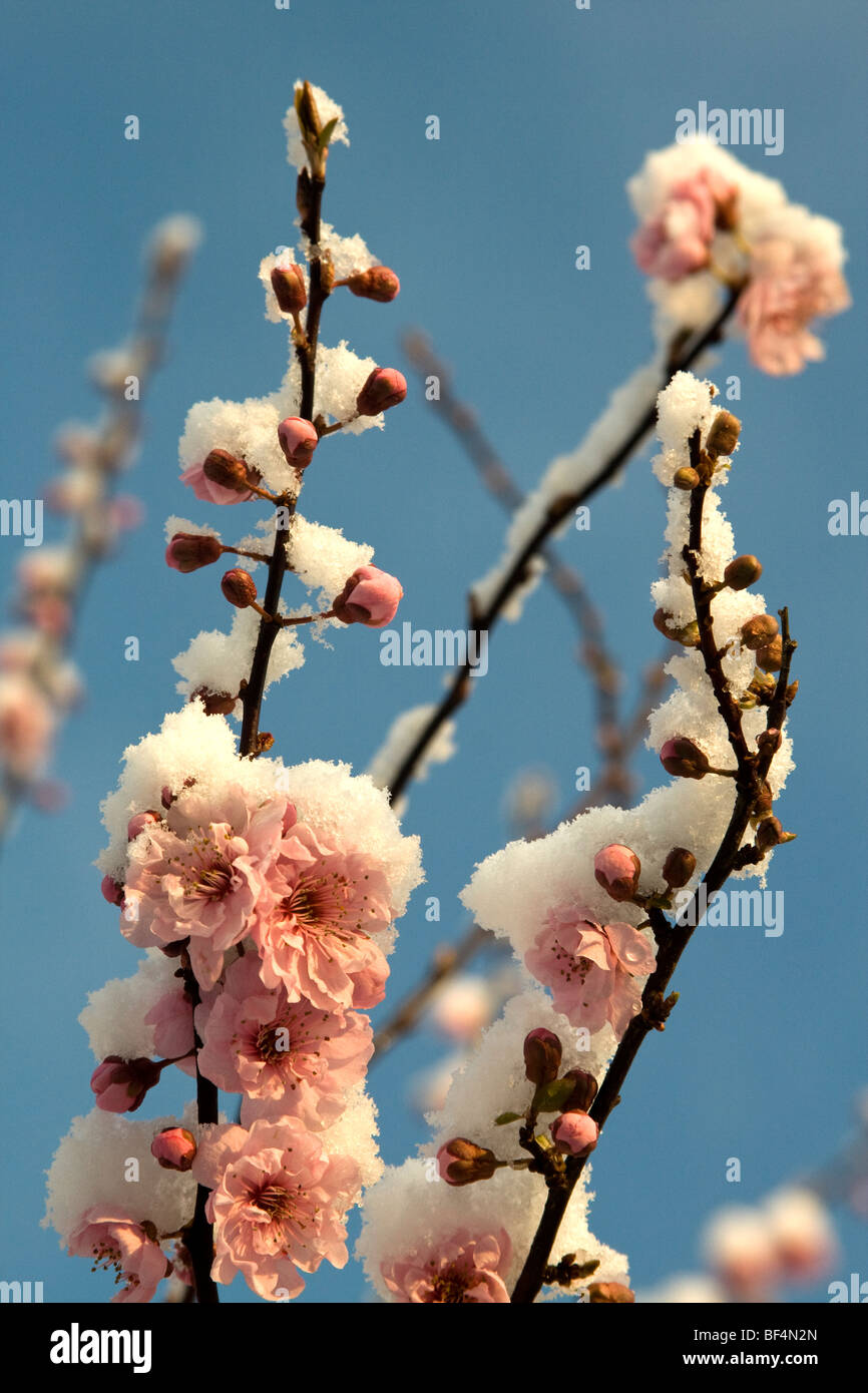 Winter Flowering Cherry Tree Hi Res Stock Photography And Images Alamy