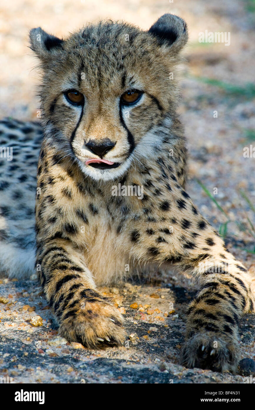 cheetah tongue up close