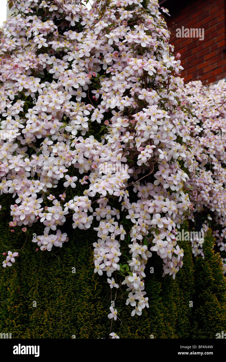 Clematis montana pink form scrambles over a Chamaecyparis conifer Stock Photo