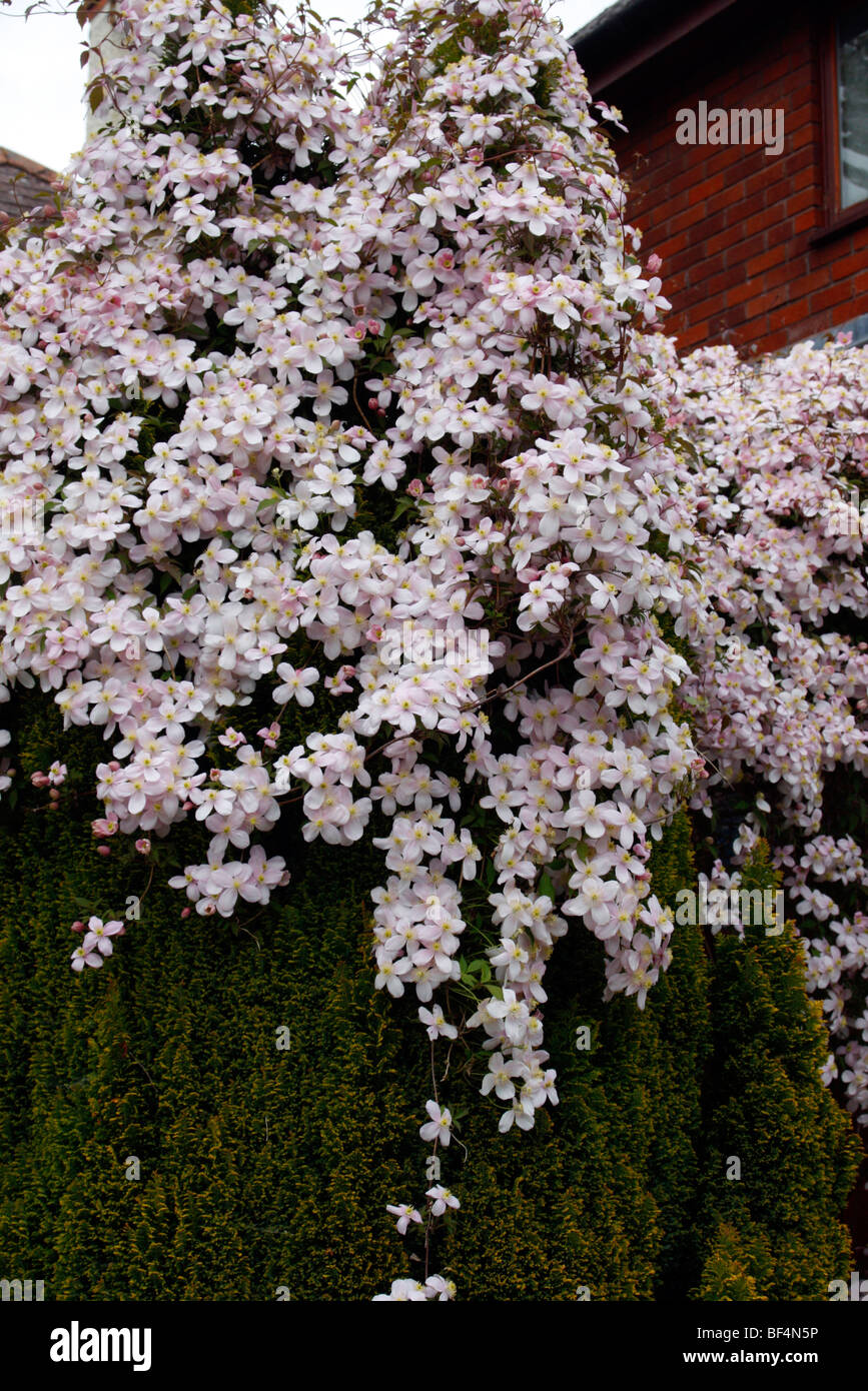Clematis montana pink form scrambles over a Chamaecyparis conifer Stock Photo