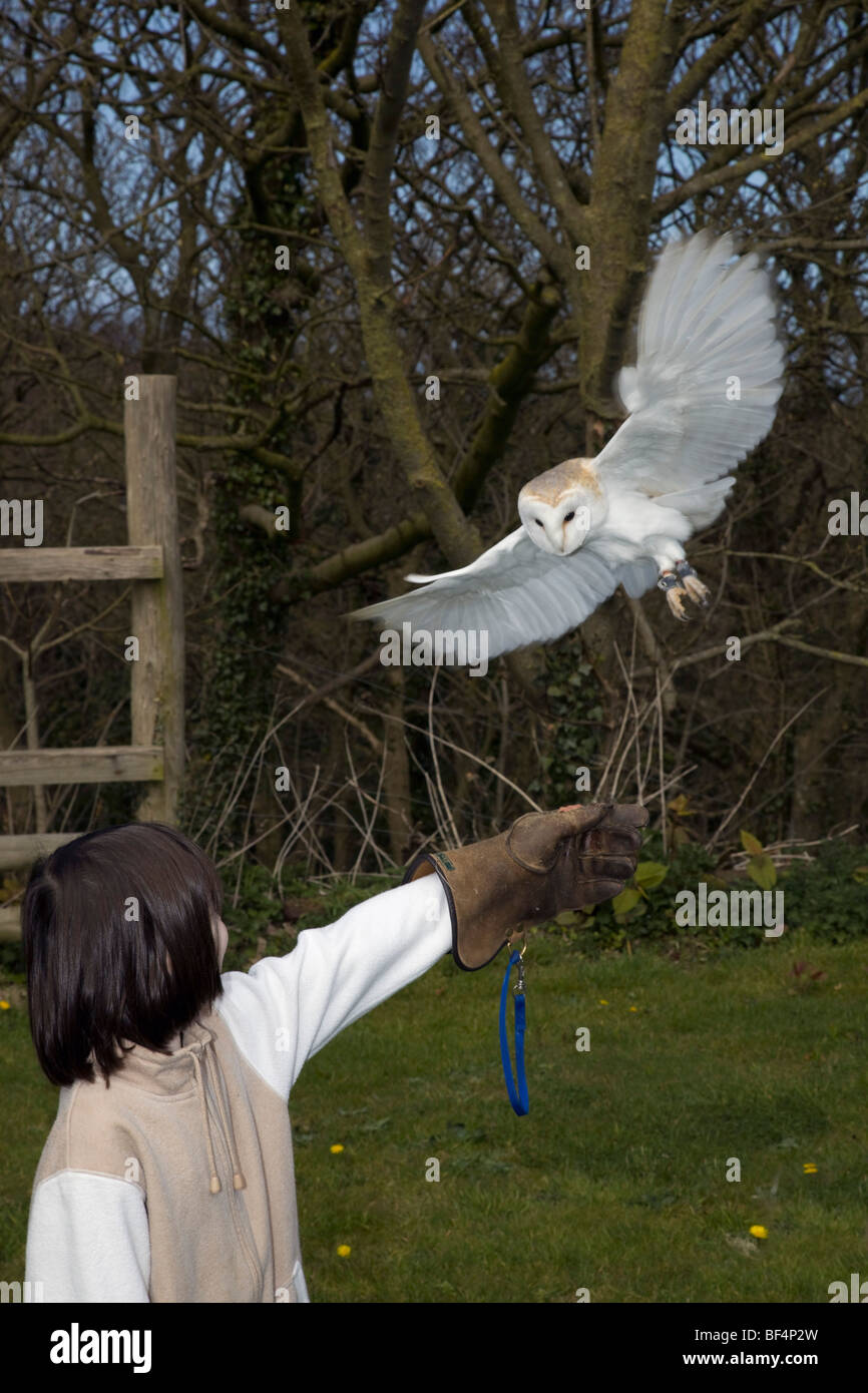 Barn Owl; Tyto Alba; captive bird landing on handler Stock Photo