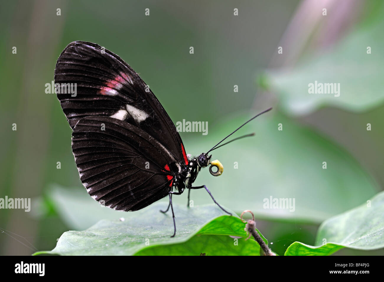 Postman Butterfly (Heliconius melpomene), South America, eating collected nectar from its trunk Stock Photo