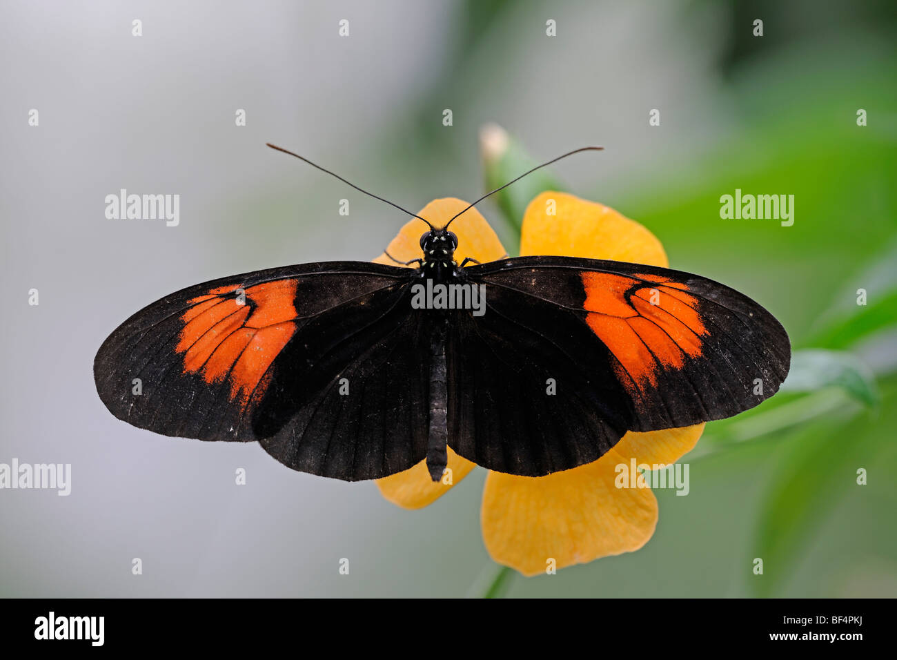 Postman Butterfly (Heliconius melpomene), South America Stock Photo
