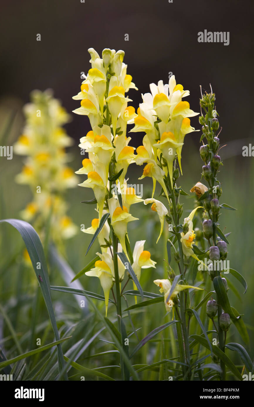 Common Toadflax; Linaria vulgaris; Cornwall Stock Photo