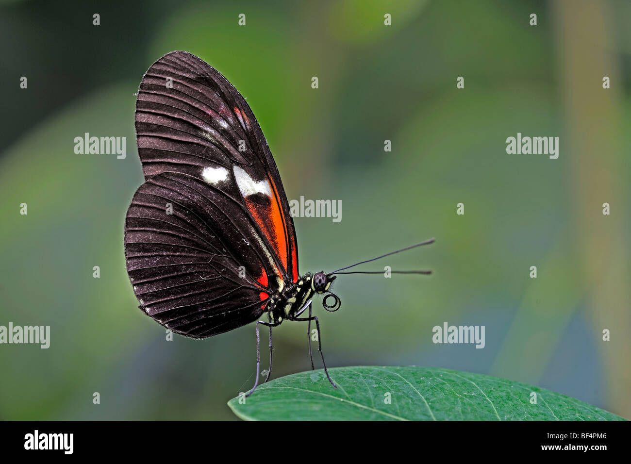 Postman Butterfly (Heliconius melpomene), South America Stock Photo