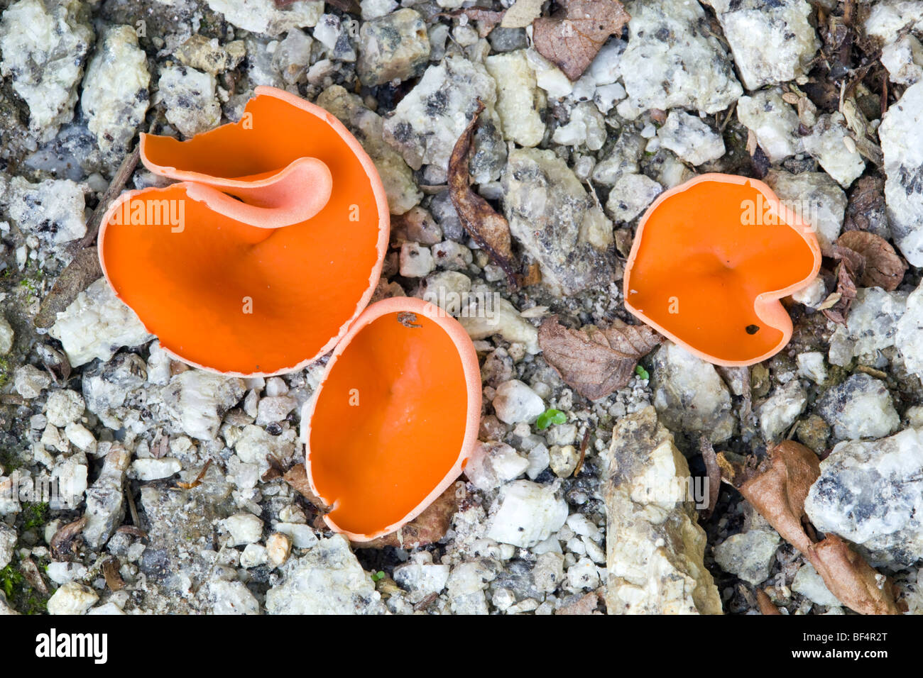 orange peel fungus; Aleuria aurantia Stock Photo